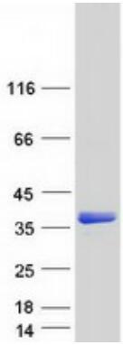 Coomassie blue staining of purified HES1  protein.